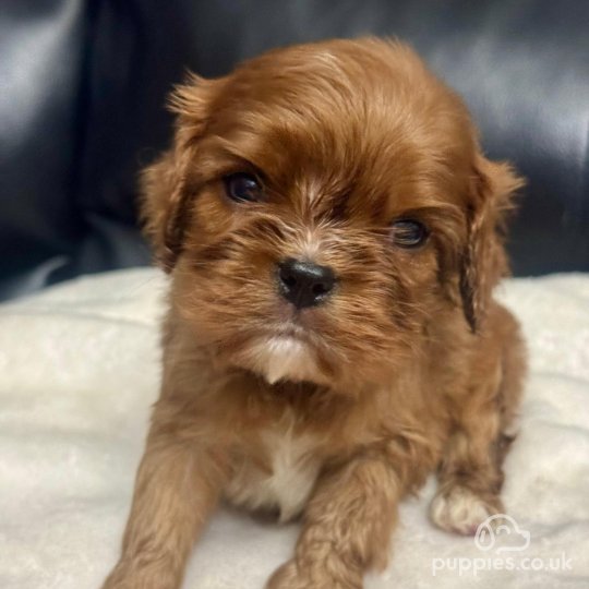 Cavalier King Charles Spaniel - Both