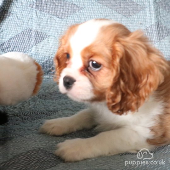 Cavalier King Charles Spaniel - Both