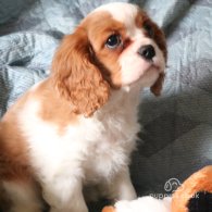 Cavalier King Charles Spaniel - Both