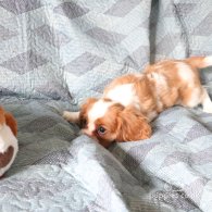 Cavalier King Charles Spaniel - Both