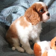 Cavalier King Charles Spaniel - Both