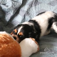 Cavalier King Charles Spaniel - Both