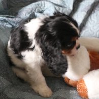 Cavalier King Charles Spaniel - Both