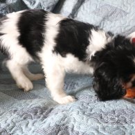 Cavalier King Charles Spaniel - Both