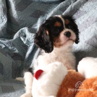 Cavalier King Charles Spaniel - Both