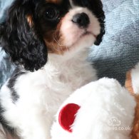 Cavalier King Charles Spaniel - Both