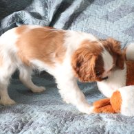 Cavalier King Charles Spaniel - Both