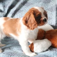 Cavalier King Charles Spaniel - Both