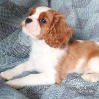 Cavalier King Charles Spaniel - Both