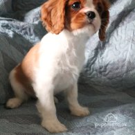 Cavalier King Charles Spaniel - Both