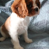 Cavalier King Charles Spaniel - Both