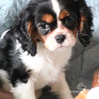 Cavalier King Charles Spaniel - Both