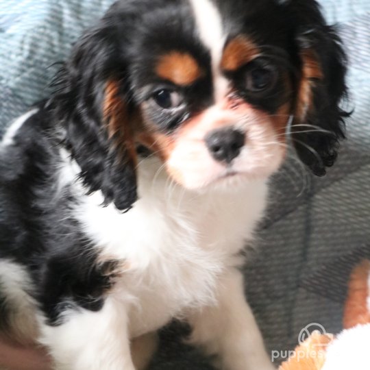 Cavalier King Charles Spaniel - Both