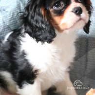 Cavalier King Charles Spaniel - Both