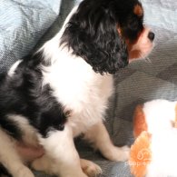 Cavalier King Charles Spaniel - Both