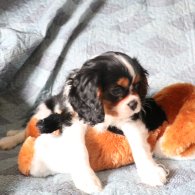 Cavalier King Charles Spaniel - Both