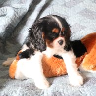 Cavalier King Charles Spaniel - Both