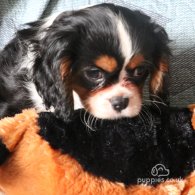 Cavalier King Charles Spaniel - Both