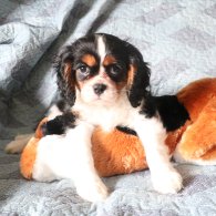 Cavalier King Charles Spaniel - Both