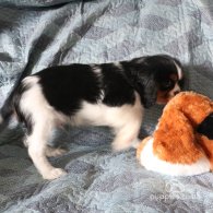 Cavalier King Charles Spaniel - Both