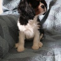 Cavalier King Charles Spaniel - Both