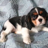 Cavalier King Charles Spaniel - Both