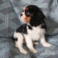 Cavalier King Charles Spaniel - Both