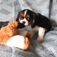 Cavalier King Charles Spaniel - Both