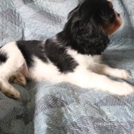 Cavalier King Charles Spaniel - Both