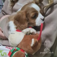 Cavalier King Charles Spaniel - Both