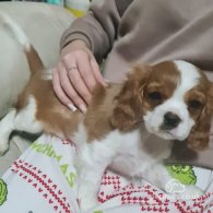 Cavalier King Charles Spaniel - Both