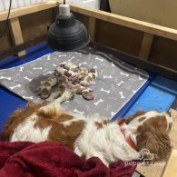 Cavalier King Charles Spaniel - Both