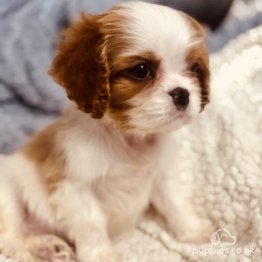 Cavalier King Charles Spaniel - Both