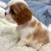 Cavalier King Charles Spaniel - Both