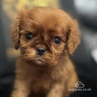 Cavalier King Charles Spaniel - Both