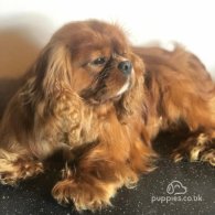 Cavalier King Charles Spaniel - Both