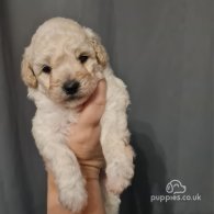 Cavapoo - Both