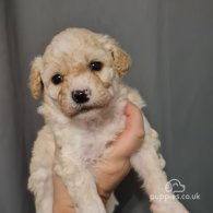 Cavapoo - Both