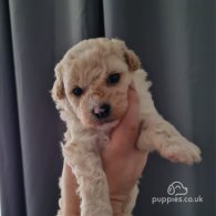 Cavapoo - Both