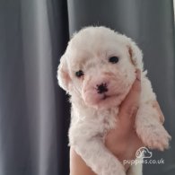 Cavapoo - Both