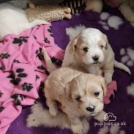 Cavapoo - Both