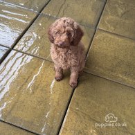 Cavapoo - Both