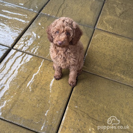 Cavapoo - Both