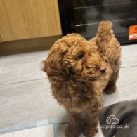 Cavapoo - Both