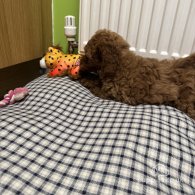 Cavapoo - Both