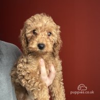 Cavapoo - Both