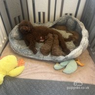 Cavapoo - Both