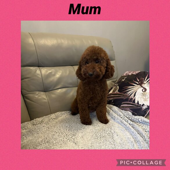 Cavapoo - Both