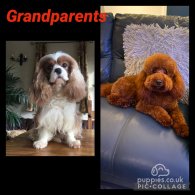 Cavapoo - Both