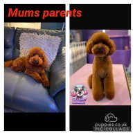 Cavapoo - Both